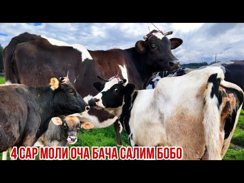 Видео: Молхои оча бача арзон Салим бобо дача 1 ноября 2025 г.
