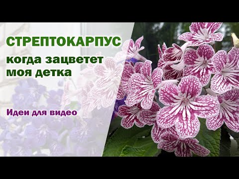 Видео: Когда зацветет детка стрептокарпуса I Примеры цветения стрептокарпусов