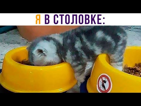 Видео: Я В СТОЛОВКЕ))) Приколы с котами | Мемозг 827