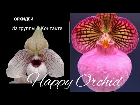 Видео: Посадка   paph.micranthum и paph.Lynleigh Koopowitz из Happy orchid-ссылка под видео