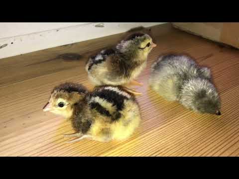 Видео: Ужасно трудное вылупление Цыплят породы Араукана и Амераукана