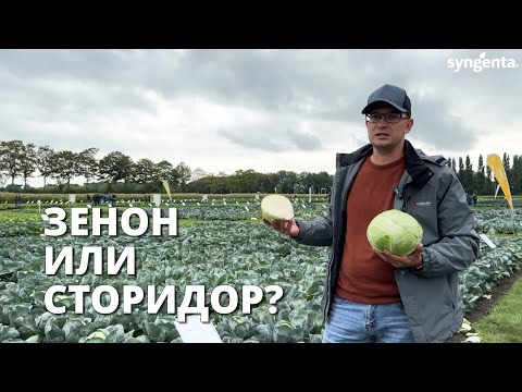 Видео: Зенон или Сторидор? 🥬🥬Отвечаем! 🎬