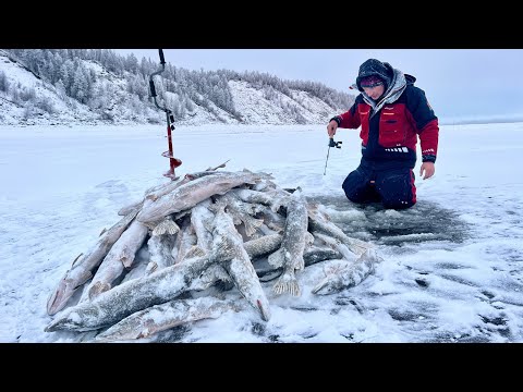 Видео: НАДРАЛИ РЫБЫ, АЖ ПОМУТНЕЛО В ГЛАЗАХ! ЛЮТЕЙШАЯ РЫБАЛКА В ЯКУТИИ