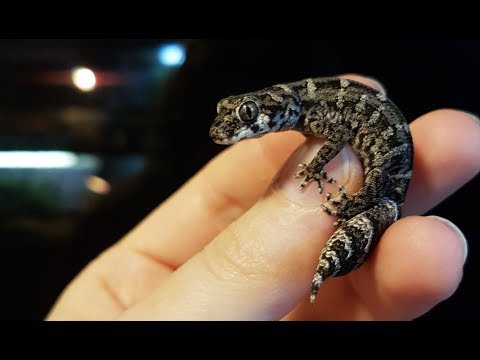 Видео: Снимаю шкурку с гадюкового геккона. Это не то, о чём вы подумали.