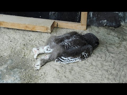 Видео: Почему Совы Так Спят? Ты Никогда Не Видел Этих Животных Спящими
