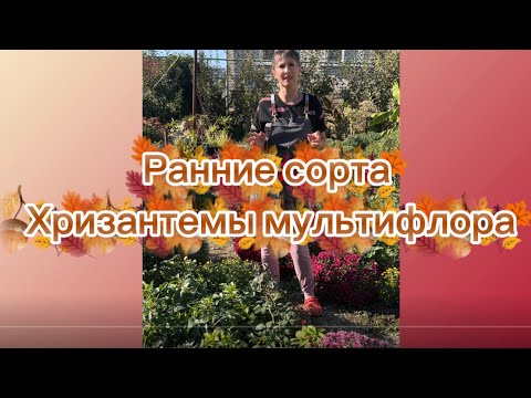Видео: Мои хризантемы мультифлора Часть 1 . Ранние сорта в моем саду . Продажа весна 2026 г .