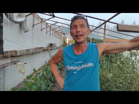 Видео: Сажаю огурцы три раза за сезон