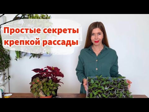 Видео: Уход за рассадой: грунт, свет, подкормки. Комнатные мошки: как избавиться