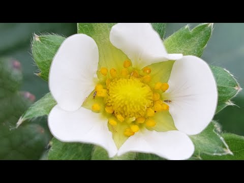 Видео: Трипс на клубнике. Как выглядит один из самых опасных врагов клубники