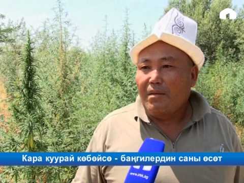 Видео: Кара куурай көбөйсө - баңгилердин саны өсөт