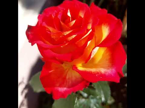 Видео: 2 ноября 2025 г.