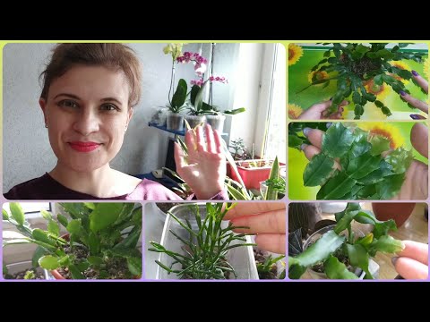 Видео: Декабрист (Шлюмбергера)🌱Рипсалидопсис🌷Эпифиллум🌱Хатиора🌷Обзор лесных кактусов в марте🌱Формирование