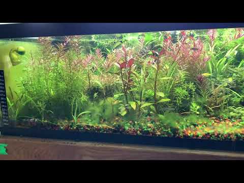 Видео: Как вносить удобрения? Что лучше биоуглерод или полноценная подача CO2