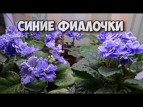 Видео: МОЯ ПОЛОЧКА С ФИАЛКАМИ, фиалки на подоконнике. Обзор цветущих фиалок