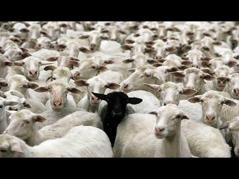 Видео: Что? Где? Когда? Вопрос о черных овцах в крупной отаре белых