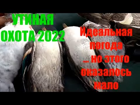Видео: Утиная охота 2022.В ожидании налетов северной утки.