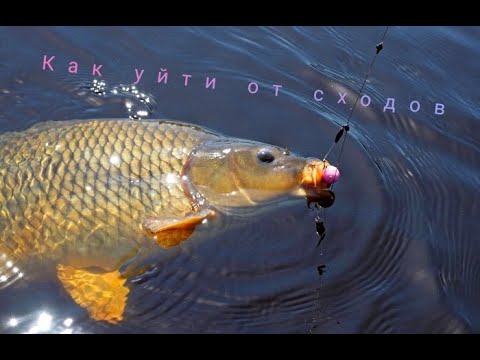 Видео: Причины наших частых сходов Карпа либо Амура. Три наши частые ошибки.#fishing #carpfishing2023