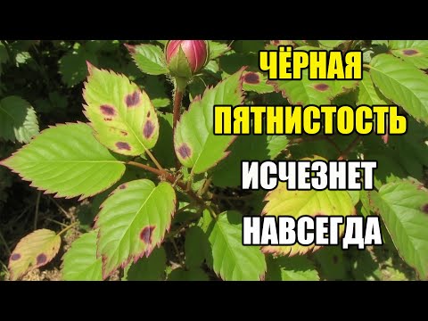 Видео: ЧЁРНАЯ ПЯТНИСТОСТЬ НА РОЗАХ – КАК ИЗБАВИТЬСЯ НАВСЕГДА
