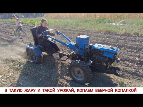 Видео: МЫ НЕ ОЖИДАЛИ ТАКОГО УРОЖАЯ,КОПАЮ КАРТОФЕЛЬ У СЕСТРЫ, ВЕЕРНАЯ КОПАЛКА/ POTATO HARVESTING SEASON 2024