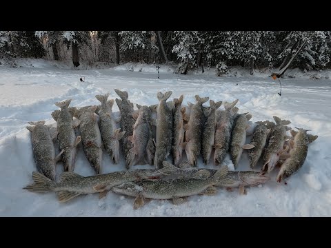 Видео: ВОТ И НАША ПЕРВАЯ РЫБАЛКА 2023 НА ЛЮБИМОЙ РЕКЕ ЕТЫ-ПУР! ОТКРЫВАЕМ НОВЫЙ СЕЗОН НОВЫМИ РЫБАМИ)!