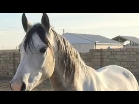 Видео: Атқа бола Адай-Найман араз болмайды. Ағалар нүкте қойды.