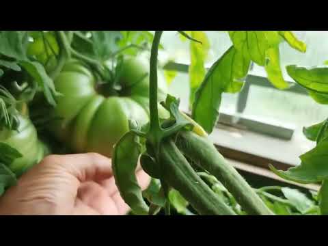 Видео: Правильное выращивание томатов плодородие Живой Почвы