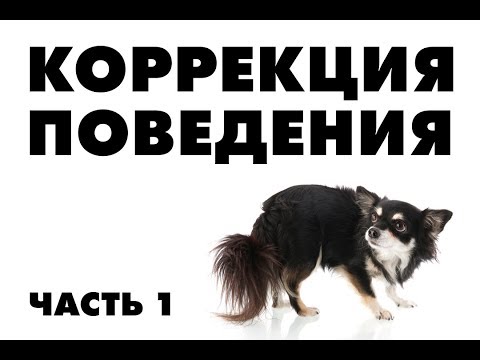 Видео: Собака боится людей. Что делать?