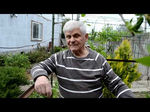 Видео: "Плач" винограда. Что делать?