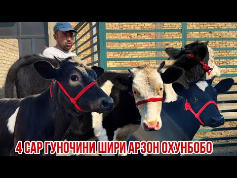 Видео: Гуночинои шири гибрид чорное пестрие якум сорт арзон 8 октября 2025 г.