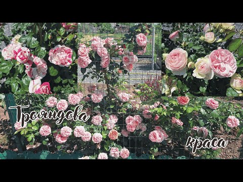 Видео: Плетисті ТРОЯНДИ. Яскравий паркан