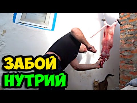Видео: Был на охоте в Калмыкии, поймал 2-х нутрий || Показываю сколько вышло мяса с тушки в процентах