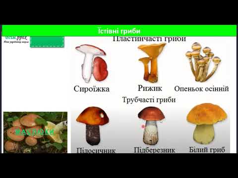 Видео: Осінь - грибна пора.