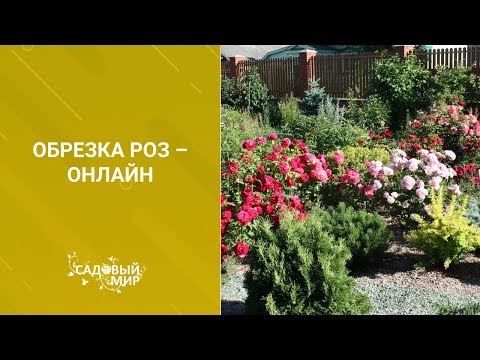 Видео: Обрезка роз – онлайн