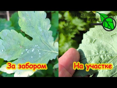 Видео: ПОСМОТРИТЕ, КАКОЕ ЧУДО! За забором бушует белокрылка, а на участке все чисто!