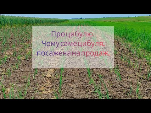 Видео: Вирощування цибулі на продаж. Цікавий бізнес на селі