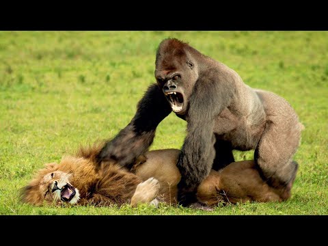 Видео: Животные, Которым Не Повезло С Противником