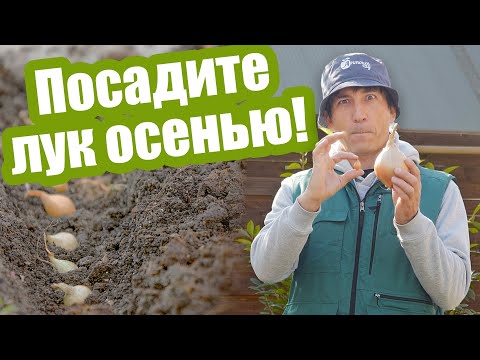 Видео: Сажаем ЛУК ПОД ЗИМУ сеем семена и севок! Как посадить чернушку под зиму