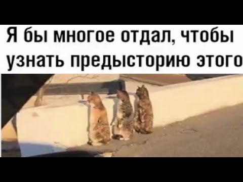 Видео: 300 МЕМОВ. Подборка приколов