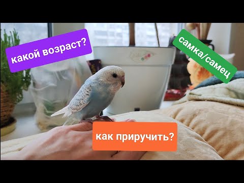 Видео: Как отличить самку от самца волнистого попугая / как определить возраст попугая / новый попугай