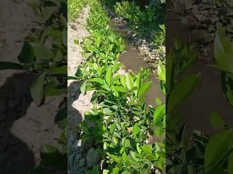 Видео: Лимон кочатга керакли озукаларни сувга кошиб бериш енг  фойдали усули керакли маслахатлар