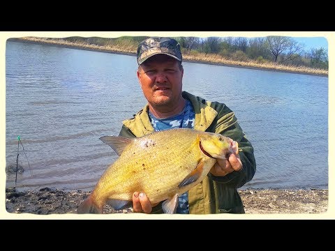 Видео: Рыбалка на Свияге / РЫБАЛКА В МАЕ / Сегодня клевали неплохие лещи. Классно отдохнули. Река Свияга.