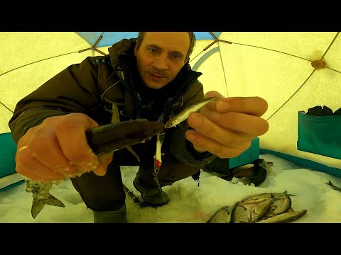 Видео: Сиг из подо льда на балансир в глухозимье, неожиданный бонус))  Рыбалка удалась!