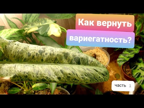 Видео: Как вернуть вариегатность? часть 1