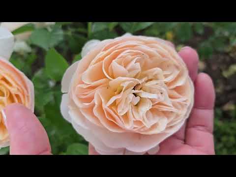 Видео: Мой Эдем. 19 мая 2025. Розы)))