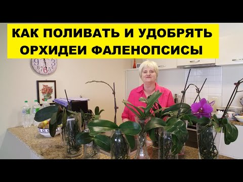 Видео: КАК ПОЛИВАТЬ И УДОБРЯТЬ ОРХИДЕИ ФАЛЕНОПСИСЫ