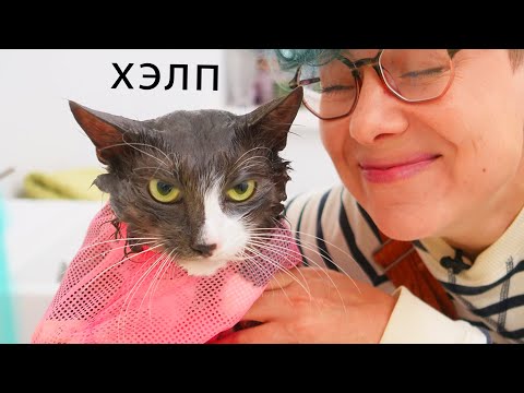 Видео: МОЯ КОШКА НЕНАВИДИТ МЕНЯ 24 ЧАСА! Купаю кошку!