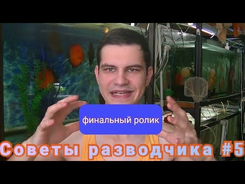 Видео: Почему Дискусы съедают икру, личинку и малька?