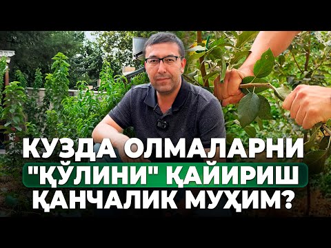 Видео: ҚЎЛИНИ ҚАЙИРИНГ ВА ҲОСИЛНИ ОШИРИНГ! | ШУҲРАТ АБРОРОВ #shuhratabrorov #olma #shaftoli #gilos #uzum