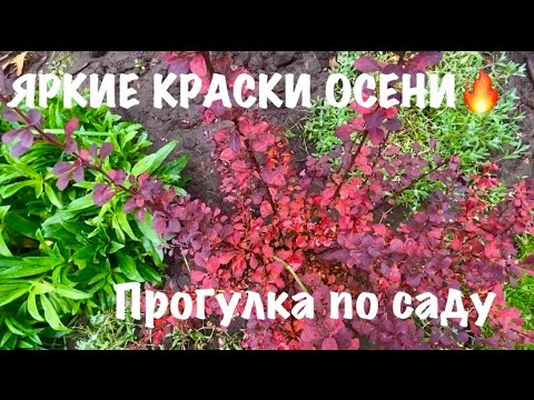 Видео: 🍀ЯРКИЕ КРАСКИ ОСЕННЕГО САДА😍 | Прогулка по саду 