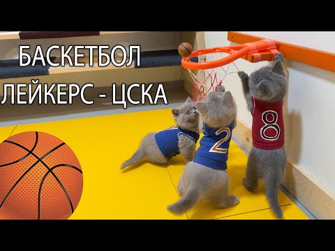 Видео: 33 КОТЁНКА - БРИТАНСКИЕ КОТЯТА КОТИКИ ИГРАЮТ В БАСКЕТБОЛ! 33 Kotenka